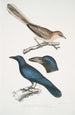 Geai à oreilles pâles Garrulus albifrons 2 Corbeau à gros bec Corvus macrorhynchus - John Edward Gray — widok dzieła