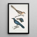 Geai à oreilles pâles Garrulus albifrons 2 Corbeau à gros bec Corvus macrorhynchus - John Edward Gray — oprawiony obraz na ścianie