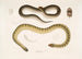 Penang Hypserina Hypserina Hardwickii 2. Wąż morski krótkoszyjny Hardwick, Lapemis Hardwickii - John Edward Gray — widok dzieła