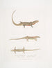 Tiliqua z czerwonym brzuchem Tiliqua rubriventris 2 Piękny Tiliqua Tiliqua pulchra - John Edward Gray — widok dzieła
