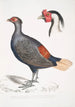 Huppiasty pawi z rudym ogonem Euplocomus erythrothalmus 2 Głowa srebrzystego pawi Euplocomus Nycthemerus - John Edward Gray — widok dzieła