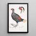 Huppiasty pawi z rudym ogonem Euplocomus erythrothalmus 2 Głowa srebrzystego pawi Euplocomus Nycthemerus - John Edward Gray — oprawiony obraz na ścianie