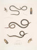 Calliophis grêle Calliophis gracilis 2 Maticora ligné Maticora lineata 3 Changulia à ventre blanc Changulia albiventer - John Edward Gray — widok dzieła