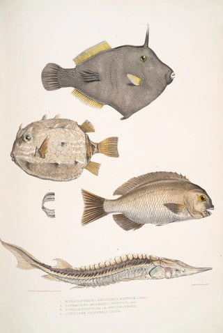 John Edward Gray - 1 Spine Sided Monacanthus Monacanthus Amanses Histrix 2 Many Spined Coffin Fish Ostracion Acarana auritus.webp