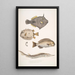 Monacanthe à épines Monacanthus Amanses Histrix 2 Poisson-coffre à nombreuses épines Ostracion Acarana auritus - John Edward Gray — oprawiony obraz na ścianie
