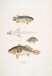 Anabas z kolcami skrzelowymi Anabas spinosus 2 Coius z dwoma plamami Coius binotatus 3 Scina cętkowana Scina maculata - John Edward Gray — widok dzieła