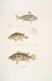 Pterapon à trois bandes Pterapon trivittatus 2 Bedula nuageux Bedula nebulosus 3 Bedula de Hamilton Bedula Hamiltonii - John Edward Gray — widok dzieła