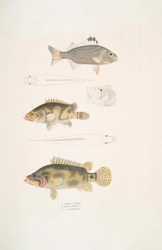 John Edward Gray - 1 Three Banded Pterapon Pterapon trivittatus 2 Clouded Bedula Bedula nebulosus 3 Dr Hamiltons Bedula Bedula Hamiltonii.webp