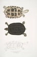 Tortue Thugi Emys Thugi - John Edward Gray — widok dzieła