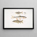 Carpe Tileo Cyprinus Tileo 2 Carpe de Richardson Cyprinus Richardsonii 3 Loche magnifique Botia grandis - John Edward Gray — oprawiony obraz na ścianie