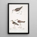 Bécasseau à queue blanche Totanus leucurus 2 Bécasseau allié Totanus affinis 3 Bécassine de Cawnpore Totanus Lathami - John Edward Gray — oprawiony obraz na ścianie