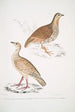 Perdrix des bois Perdix gularis 2 Perdrix orientale Perdix orientalis - John Edward Gray — widok dzieła