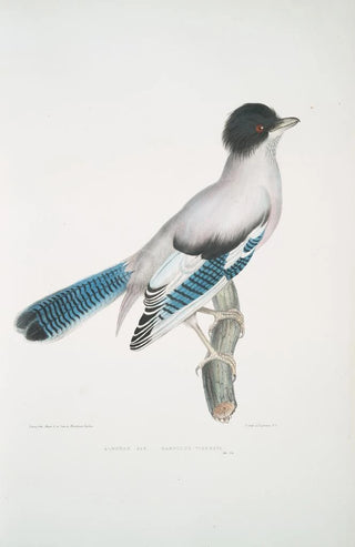 John Edward Gray - Almorah Jay Garrulus Vigorsii.webp