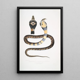 John Edward Gray - Banded Cobra Capella variety Naia tripudians var fasciata.webp