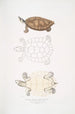 Tortue Batagur Emys Batagur - John Edward Gray — widok dzieła