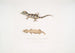 Beau Cyrtodactylus Cyrtodactylus pulchellus - John Edward Gray — widok dzieła
