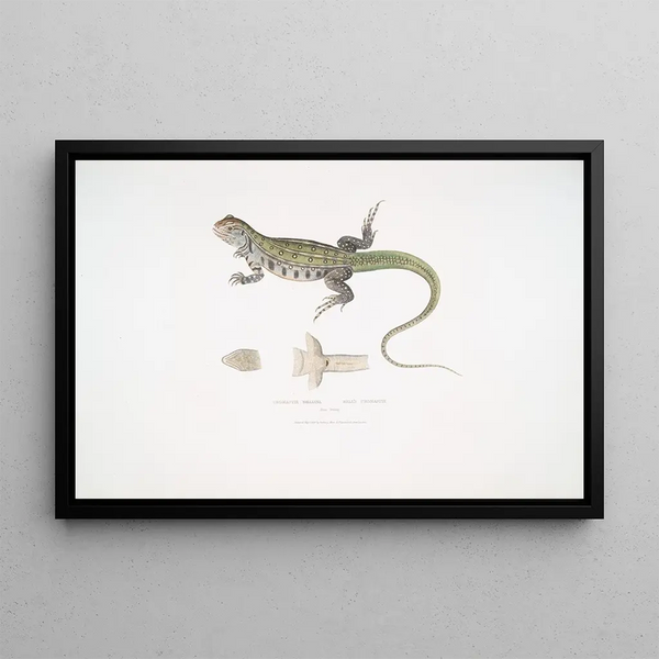 John Edward Gray - Bells Uromastix Uromastix Bellii From Penang.webp