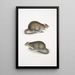 Rat des champs du Bengale Arvicola Bengalensis - John Edward Gray — oprawiony obraz na ścianie