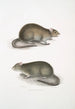 Rat des champs du Bengale Arvicola Bengalensis - John Edward Gray — widok dzieła