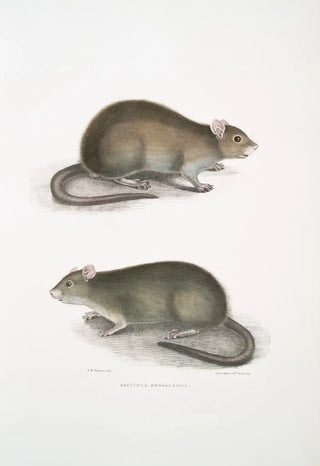John Edward Gray - Bengal Field Rat Arvicola Bengalensis.webp