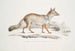 Renard Bengal Canis Vulpes Bengalensis Canis Kokree - John Edward Gray — widok dzieła