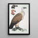 Vautour du Bengale Vultur Bengalensis 1 Tête de Vultur Pondicherianus 2 Tête de Vultur monarchus monachus - John Edward Gray — oprawiony obraz na ścianie