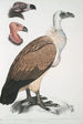 Vautour du Bengale Vultur Bengalensis 1 Tête de Vultur Pondicherianus 2 Tête de Vultur monarchus monachus - John Edward Gray — widok dzieła