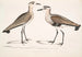 Bécasseau à ventre noir, Charadrius ventralis Wagleri, samiec i samica, Cawnpore styczeń 1798 - John Edward Gray — widok dzieła