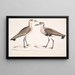 Bécasseau à ventre noir, Charadrius ventralis Wagleri, samiec i samica, Cawnpore styczeń 1798 - John Edward Gray — oprawiony obraz na ścianie