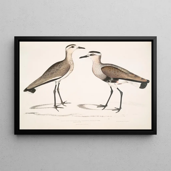 John Edward Gray - Black Sided Sandpiper Charadrius ventralis Wagleri Male Female Cawnpore January 1798.webp