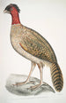 Fasan z czarną głową Phasianus melanocephalus samica - John Edward Gray — widok dzieła