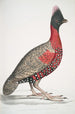 Pawiak z czarną głową Phasianus melanocephalus Młody samiec z poprzedniego - John Edward Gray — widok dzieła