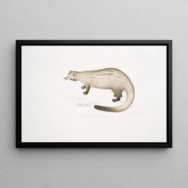 John Edward Gray - Bondar Paradoxurus Paradoxurus Bondar.webp