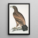 Aigle brun Aquilla fusca - John Edward Gray — oprawiony obraz na ścianie