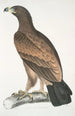 Aigle brun Aquilla fusca - John Edward Gray — widok dzieła