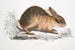 Chińskiego zająca Lepus Sinensis - John Edward Gray — widok dzieła