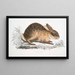 Chińskiego zająca Lepus Sinensis - John Edward Gray — oprawiony obraz na ścianie