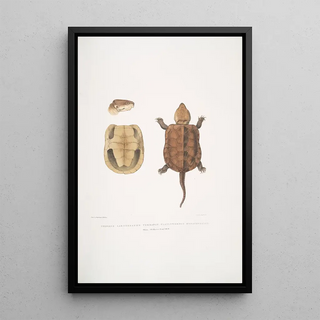 John Edward Gray - Chinese Large Headed Terrapin Platisternon megacephalus China.webp