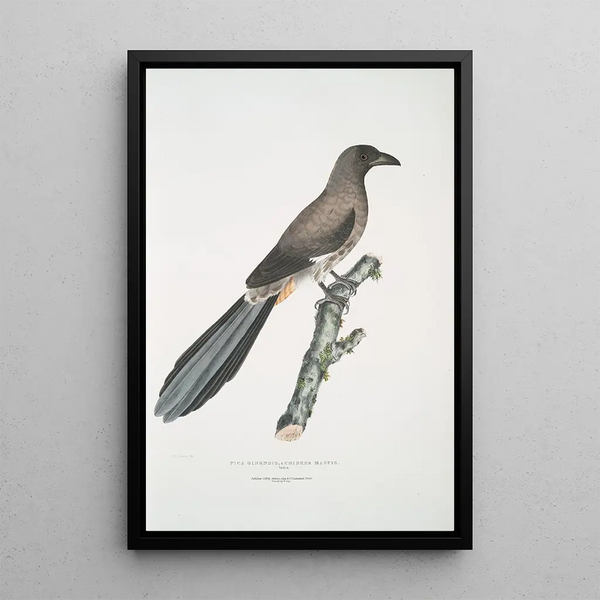 John Edward Gray - Chinese Magpie Pica Sinensis.webp