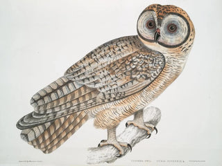 chińskiego sowy Strix sinensis - John Edward Gray — widok dzieła