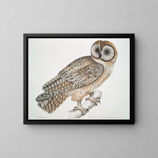 chińskiego sowy Strix sinensis - John Edward Gray — oprawiony obraz na ścianie