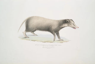 John Edward Gray - Collared Civet Bear Mydaus collaris.webp
