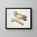 Hibou de Coromandel - John Edward Gray — oprawiony obraz na ścianie
