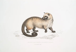 John Edward Gray - Crosss Paradoxurus Paradoxurus Crossii.webp