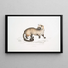Crosss Paradoxurus Paradoxurus Crossii - John Edward Gray — oprawiony obraz na ścianie