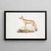 Renard du Doab Canis Vulpes rufescens femelle - John Edward Gray — oprawiony obraz na ścianie