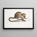 Paradoxurus paradoxurus Hamiltonii du Dr Hamilton - John Edward Gray — oprawiony obraz na ścianie