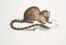 Paradoxurus paradoxurus Hamiltonii du Dr Hamilton - John Edward Gray — widok dzieła