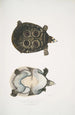 Trionyx ocellé Tryonix ocellatus - John Edward Gray — widok dzieła