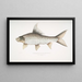 Carpe rocheuse falciforme Cyprinus Bangana falcata - John Edward Gray — oprawiony obraz na ścianie